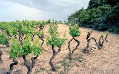 Nyskapande spanska viner